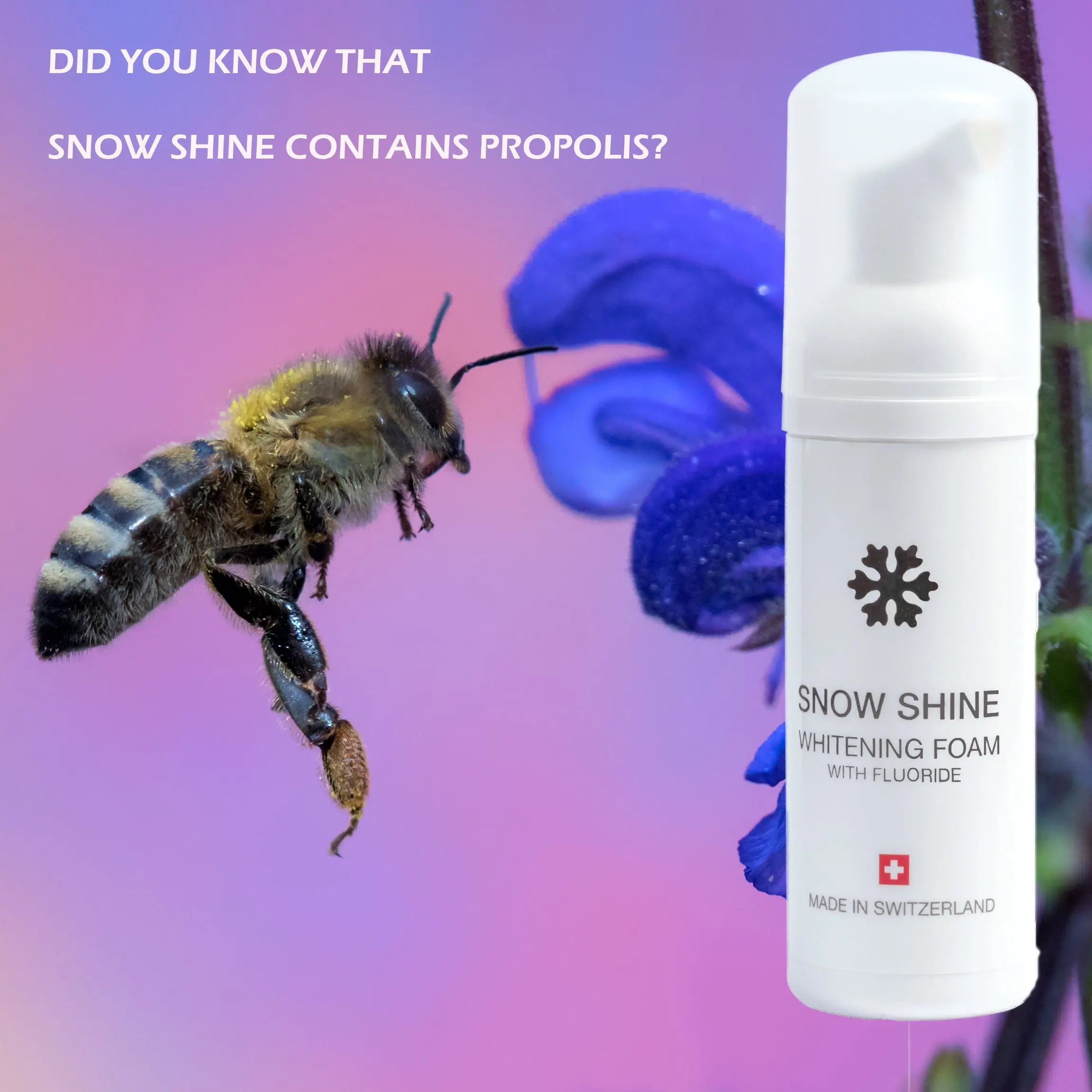 Lass-uns-über-Propolis-reden Snow Pearl GmbH